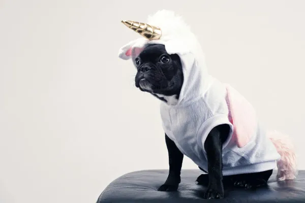 Boston Terrier in a Unicorn onesie sat on a leather stool. A golden horn sprouts from the white, cotton hoodie.