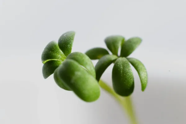 Close up photo of young, green, shoots on a grey background.